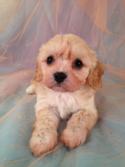 Female cavachon Puppy for sale #10 Born March 23rd 2013|Iowa Cavachon Breeders with Puppies available Now! 1-641-588-3110